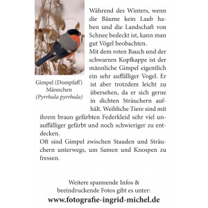 Grußkarte Vogelporträt: Gimpel im Winter